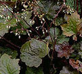 PHOTO: heuchera