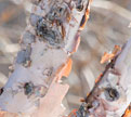 PHOTO: Peeling birches