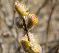 PHOTO: Catkins