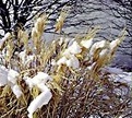 PHOTO: Snow-covered grass