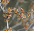 PHOTO: Witch hazel