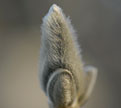 PHOTO: catkins on trees