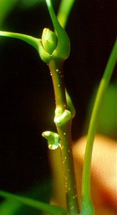 PHOTO: acer platanoides