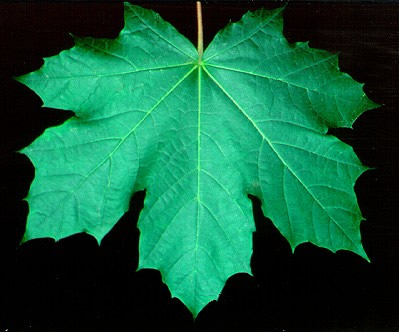 PHOTO: acer platanoides