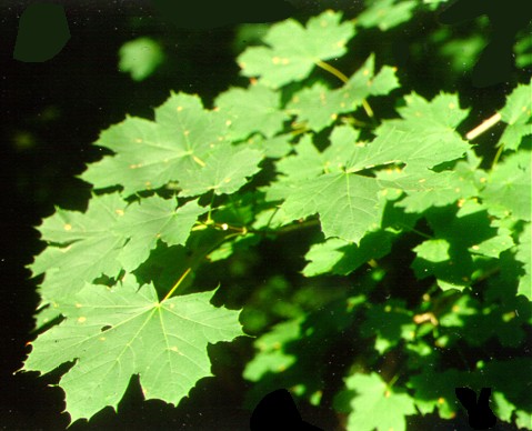 PHOTO: acer platanoides