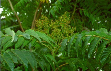 PHOTO: ailanthus altissima