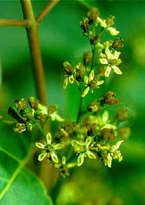 PHOTO: ailanthus altissima