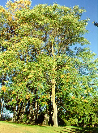PHOTO: ailanthus altissima