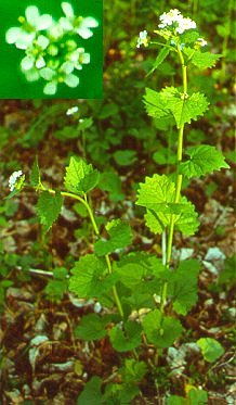 PHOTO: garlic mustard
