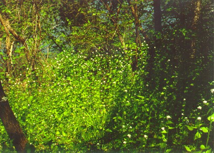 PHOTO: garlic mustard