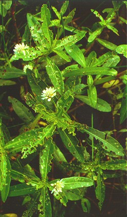 PHOTO: alligator weed