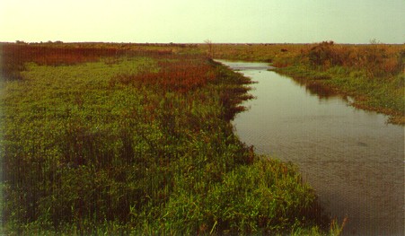 PHOTO: alligator weed
