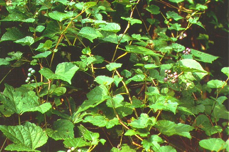 PHOTO: porcelainberry vine