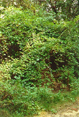 PHOTO: porcelainberry vine