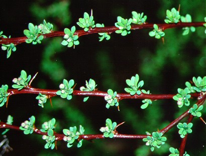 PHOTO: Japanese barberry