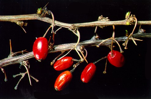 PHOTO: Japanese barberry