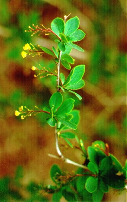 PHOTO: Japanese barberry
