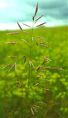 PHOTO: bromus inermis