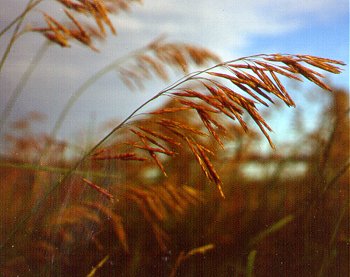 PHOTO: bromus inermis
