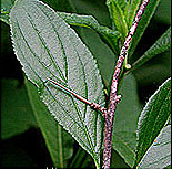PHOTO: buckthorn