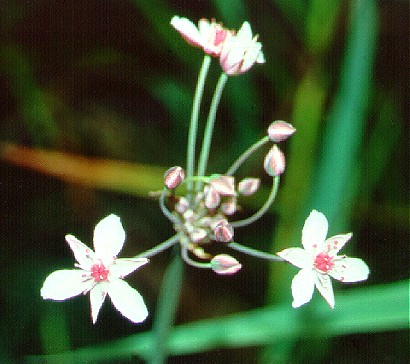 PHOTO: butomus umbellatus