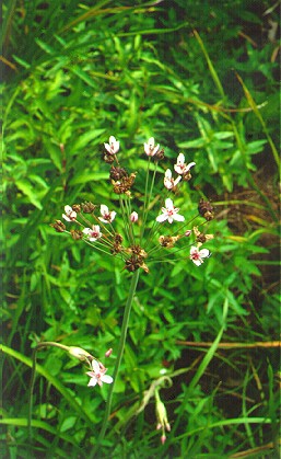 PHOTO: butomus umbellatus