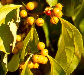 PHOTO: oriental bittersweet
