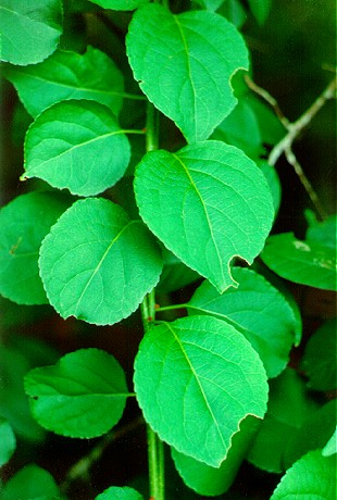PHOTO: oriental bittersweet