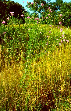 PHOTO: spotted knapweed