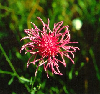 PHOTO: spotted knapweed