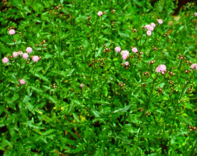 PHOTO: cirsium arvense
