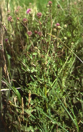 PHOTO: cirsium arvense