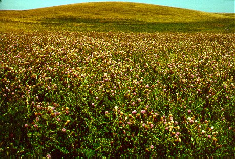 PHOTO: cirsium arvense