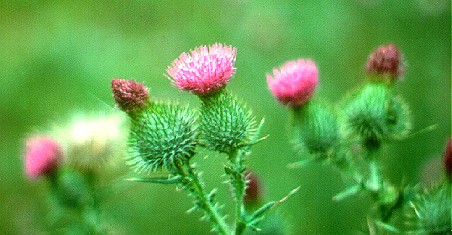 PHOTO: cirsium vulgare