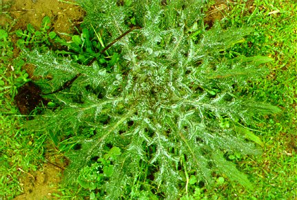 PHOTO: cirsium vulgare