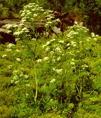 PHOTO: conium maculatum