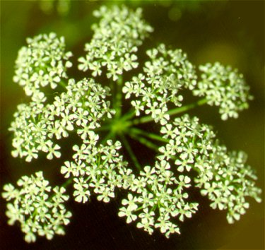 PHOTO: conium maculatum