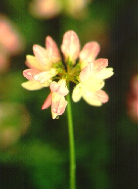 PHOTO: coronilla varia