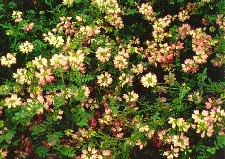PHOTO: coronilla varia