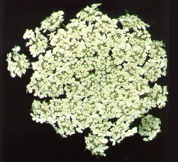 PHOTO: daucus carota