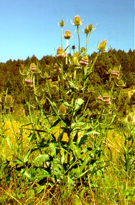 PHOTO: dipsacus sylvestris