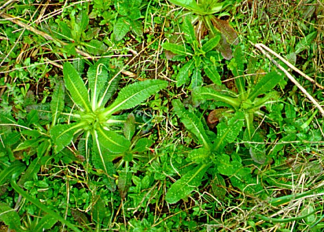 PHOTO: dipsacus sylvestris