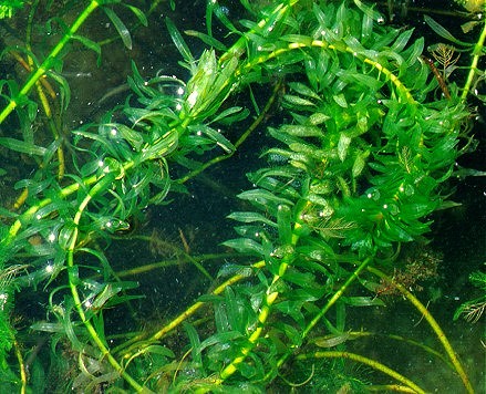 PHOTO: Brazilian waterweed