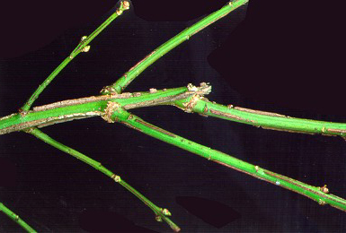 PHOTO: winged euonymus