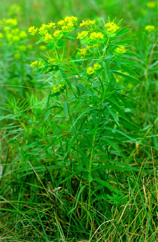 PHOTO: leafy spurge