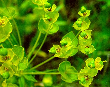 PHOTO: leafy spurge