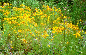 PHOTO: st. john's wort