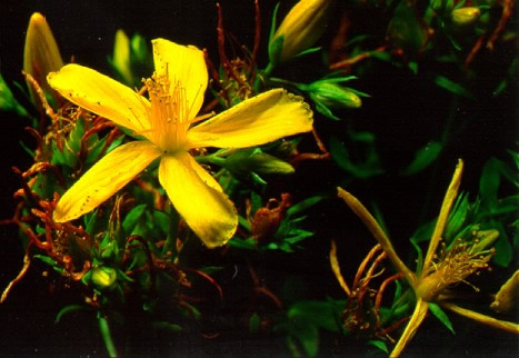 PHOTO: st. john's wort