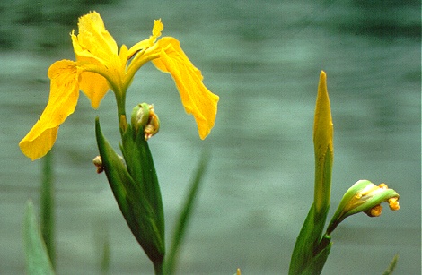 PHOTO: yellow flag iris