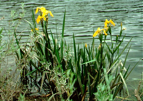 PHOTO: yellow flag iris